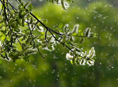Lees meer over de klimaatverandering, de pollen concentraties en de lengte van het pollenseizoen.